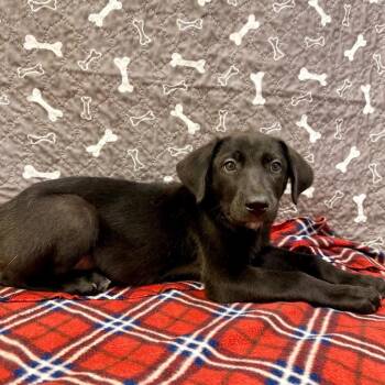 Fortune -  Labrador Retriever and Mixed Breed Dog for Adoption in Buffalo, Minnesota - Fortune | PetCurious
