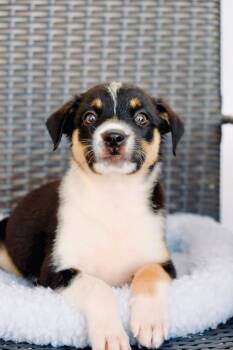 Bessie -  Border Collie and Labrador Retriever Dog for Adoption in San Diego, California - Bessie | PetCurious