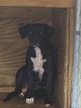 Sargent Carter -  Mixed Breed Dog for Adoption in Lakeland, Georgia - Sargent Carter | PetCurious