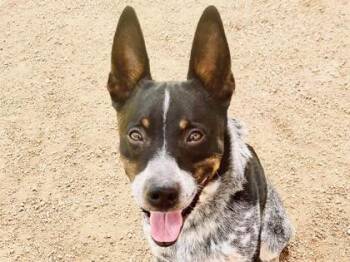 Diesel -  Mixed Breed Dog for Adoption in Georgetown, Texas - Diesel | PetCurious