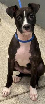 FRANCINE -  American Staffordshire Terrier and Mixed Breed Dog for Adoption in Tallahassee, Florida - FRANCINE | PetCurious
