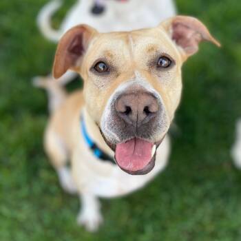 Rescue Mixed Breed Dogs for Adoption in Sinking Spring, Pennsylvania - Sunny Girl | PetCurious