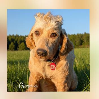 Geneva -  Goldendoodle Dog for Adoption in Fredericksburg, Virginia - Geneva | PetCurious