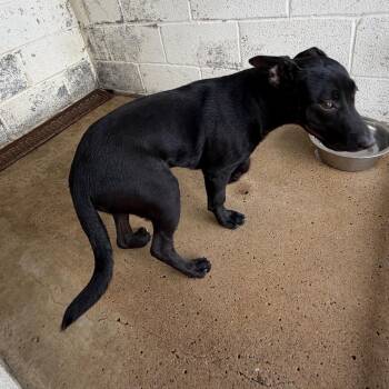 Pit Bull Terrier Dogs Available for Adoption in Edinburg, Texas - Piper | PetCurious
