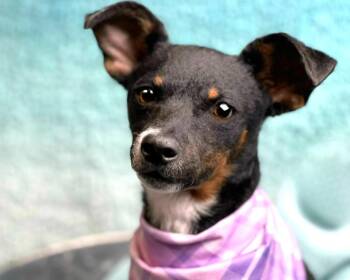 Rescue Fox Terrier and Chihuahua Dogs for Adoption in Hondo, Texas - Baisley - No More Street Life For Me! I