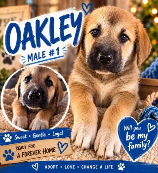 Oakley -  Great Pyrenees and Anatolian Shepherd Dog Available for Adoption in Chickamauga, Georgia - Oakley | PetCurious