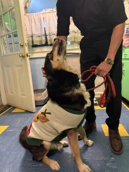 Husky and Shepherd Dogs Available for Adoption - Toby | PetCurious