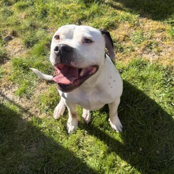 Staffordshire Bull Terrier Dogs Available for Adoption in West Richland, Washington - Sophie | PetCurious