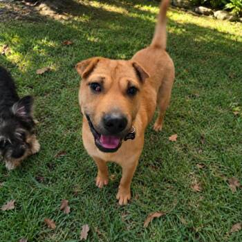 Cheerio -  Shar Pei and Mixed Breed Dog for Adoption in Helena, Alabama - Cheerio | PetCurious