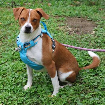 Knox -  Beagle Dog for Adoption in Harrison, New York - Knox | PetCurious