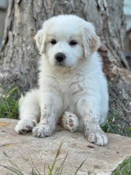 Great Pyrenees Dogs Available for Adoption in Canyon Lake, Texas - Meatball | PetCurious