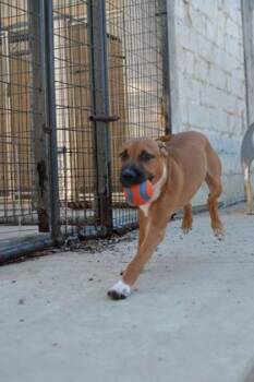 Nomar -  Pit Bull Terrier and Mixed Breed Dog for Adoption in Kansas City, Missouri - Nomar | PetCurious