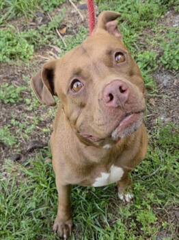 DARCY -  American Staffordshire Terrier Dog for Adoption in Fort Lauderdale, Florida - DARCY | PetCurious