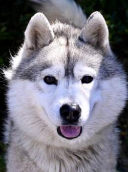 Apollo -  Siberian Husky Dog for Adoption in Florence, Oregon - Apollo | PetCurious