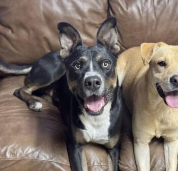 Rescue Australian Kelpie and Doberman Pinscher Dogs for Adoption in Fairfield, Connecticut - Diggy | PetCurious
