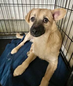 Victor -  Mixed Breed Dog for Adoption in Lacon, Illinois - Victor | PetCurious