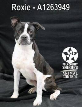 American Bulldog and Mixed Breed Dogs Available for Adoption in Winter Haven, Florida - ROXIE | PetCurious