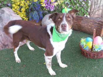 Australian Shepherd and Mixed Breed Dogs Available for Adoption in Oklahoma City, Oklahoma - TOAST | PetCurious