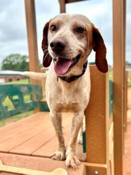 HUBERT -  English Coonhound and Mixed Breed Dog for Adoption in York, South Carolina - HUBERT | PetCurious