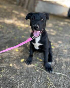 Red - Stray Downey Puppy 3 -  Shepherd and Mixed Breed Dog for Adoption in Los Angeles, California - Red - Stray Downey Puppy 3 | PetCurious