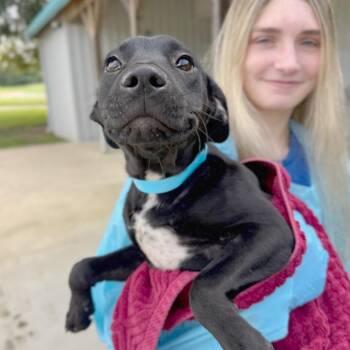 Piper -  Mixed Breed Dog for Adoption in Hendersonville, North Carolina - Piper | PetCurious