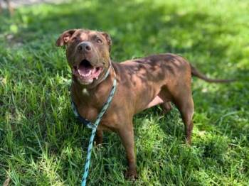 Cassia -  Pit Bull Terrier and Mixed Breed Dog for Adoption in Gainesville, Florida - Cassia | PetCurious