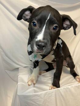 Rescue Mixed Breed Dogs for Adoption in Canal Winchester, Ohio - Snickers | PetCurious