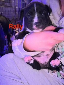 Rescue Pit Bull Terrier Dogs for Adoption in Belleville, Michigan - Rally | PetCurious