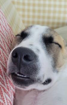 Beagle Dogs Available for Adoption in Plano, Texas - Tony Dorsett | PetCurious