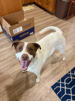 Rescue Mixed Breed Dogs for Adoption in Sioux Falls, South Dakota - Harvey | PetCurious