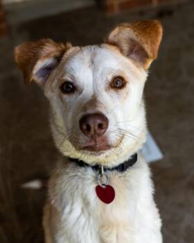 Rescue Labrador Retriever Dogs for Adoption in Gillsville, Georgia - Dobby | PetCurious