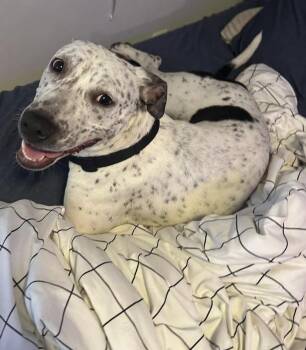 Rescue Pit Bull Terrier Dogs for Adoption in Philadelphia, Pennsylvania - France | PetCurious