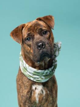 Doogie -  Mixed Breed Dog for Adoption in Atlanta, Georgia - Doogie | PetCurious