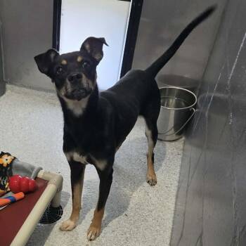 Denny -  Mixed Breed Dog for Adoption in Hutchinson, Minnesota - Denny | PetCurious