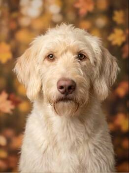 Amazing Zack -  Labradoodle Dog for Adoption in Burlington, North Carolina - Amazing Zack | PetCurious