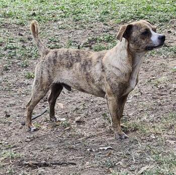 MENACE -  Terrier Dog for Adoption in San Antonio, Texas - MENACE | PetCurious