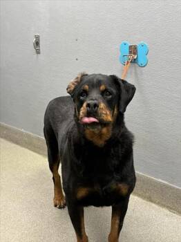 Rescue Rottweiler Dogs for Adoption in Las Vegas, Nevada - ZEUS | PetCurious