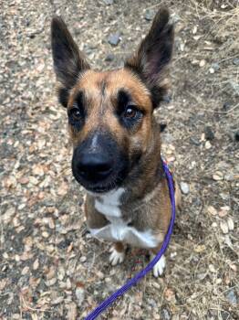 Merry lou -  German Shepherd Dog Dog for Adoption in Sonora, California - Merry Lou | PetCurious