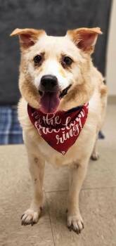 Snow -  Pomeranian Dog for Adoption in Hamilton, Ohio - Snow | PetCurious