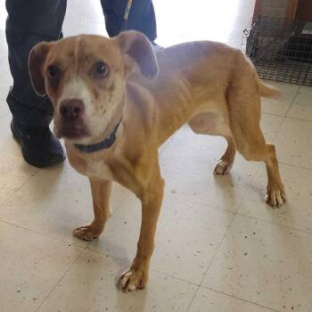 Sweet Summer Child -  Mixed Breed Dog for Adoption in Davenport, Iowa - Sweet Summer Child | PetCurious