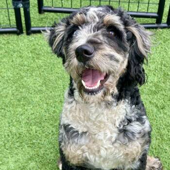 Nebula -  Poodle and Mixed Breed Dog for Adoption in Matteson, Illinois - Nebula | PetCurious