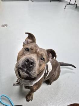 CALLIE -  American Bulldog and Mixed Breed Dog for Adoption in St. Cloud, Florida - CALLIE | PetCurious