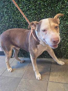 Oswald* -  Shepherd and Mixed Breed Dog for Adoption in El Paso, Texas - Oswald* | PetCurious