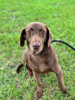 Mocha Mia -  Chocolate Labrador Retriever and Mixed Breed Dog for Adoption in Aiken, South Carolina - Mocha Mia | PetCurious