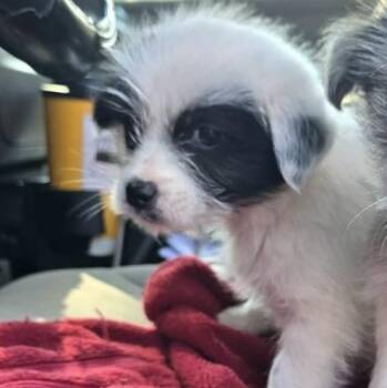 Mixed Breed Dogs Available for Adoption - Maya (Coming 2/26/26) | PetCurious