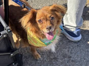 Cavalier King Charles Spaniel and Chihuahua Dogs Available for Adoption - Peanut *Courtesy Post* | PetCurious
