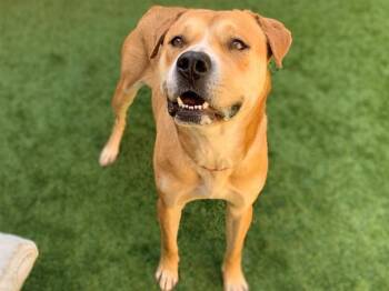 Pit Bull Terrier and Labrador Retriever Dogs Available for Adoption - FELICITY | PetCurious