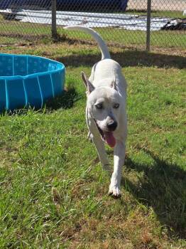 slinky -  Pit Bull Terrier Dog for Adoption in Humble, Texas - Slinky | PetCurious