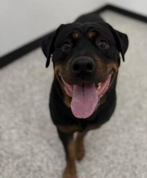 Rebel -  Rottweiler and Mixed Breed Dog for Adoption in Kansas City, Missouri - Rebel | PetCurious