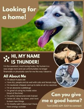 Rescue Husky Dogs for Adoption in Floyd, Virginia - *Courtesy Post* Thunder | PetCurious